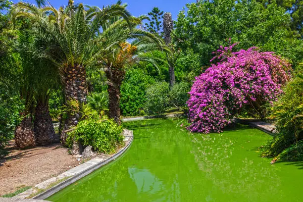 Photo of Tropical green park with pond, Lisbon, Portugal