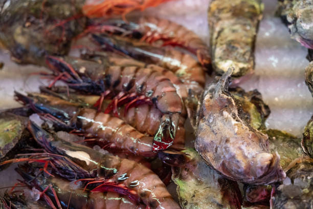 Shrimps sea food and oysters shells on ice