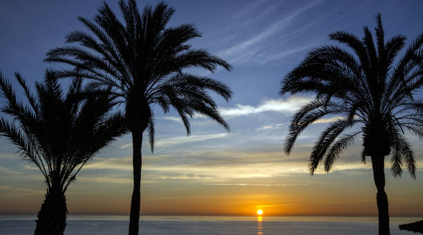 istock beach palm tree, sunset view. Summer nature scene. 1403782638