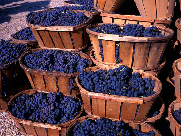 istock Large wicker baskets filled with blue wine grapes 140378281