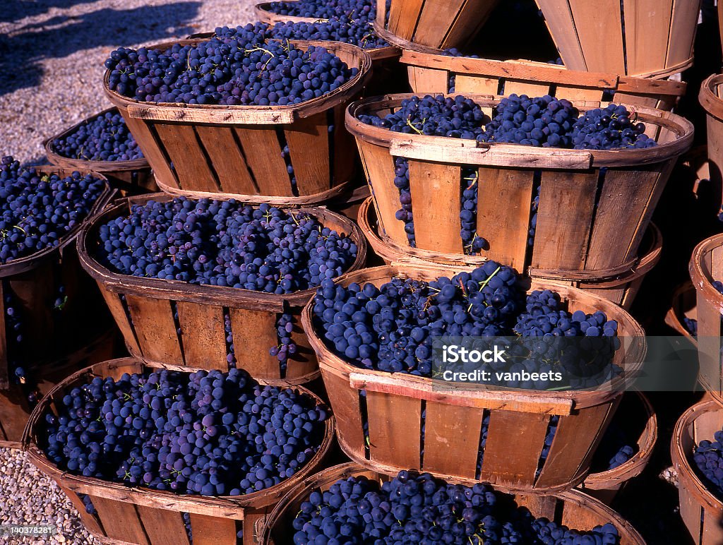 Large wicker baskets filled with blue wine grapes Blue wine grapes in wicker baskets after the harvest at the vineyard Provence-Alpes-Cote d'Azur Stock Photo