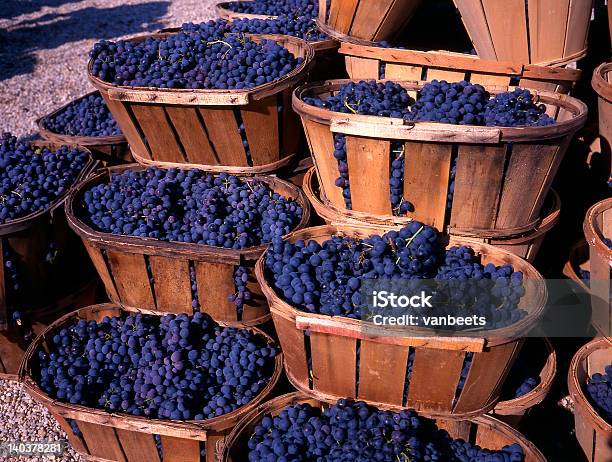 Large Wicker Baskets Filled With Blue Wine Grapes Stock Photo - Download Image Now - Provence-Alpes-Cote d'Azur, Rosé Wine, Alcohol - Drink