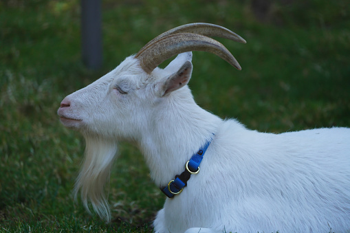 A goat resting on the grass in the zoo