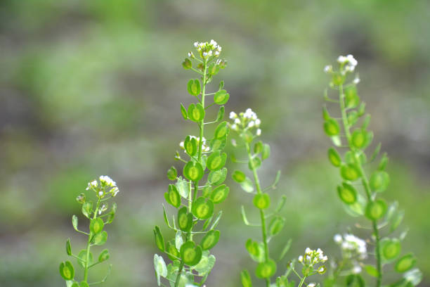 istock Thlaspi arvense grows in nature 1403783522