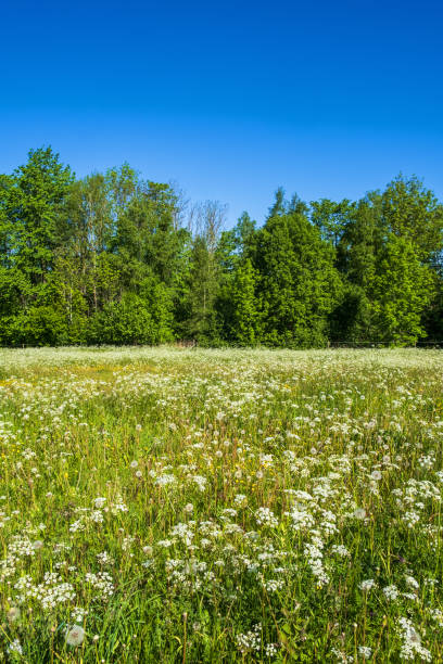 istock Flowering Cow parsley on a meadow by a forest 1403783707