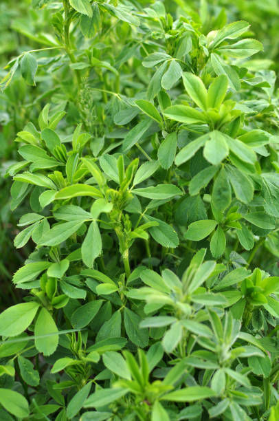 istock In the spring field young alfalfa grows 1403783800