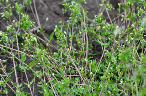 istock In the spring, Stellaria media grows in nature 1403783803