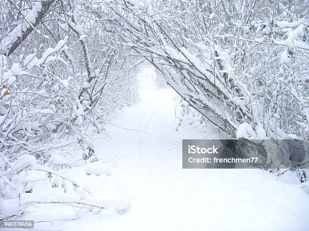 雪のパス - オークの木のストックフォトや画像を多数ご用意 - オークの木, オーク林, カエデ