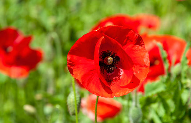 a red flanders poppy with black centre in garden - poppy flower petal stamen imagens e fotografias de stock