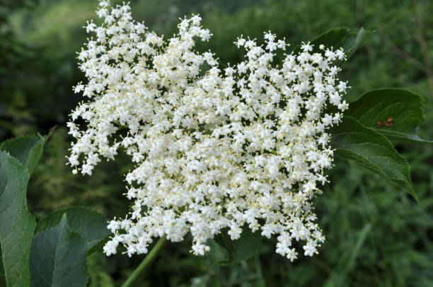 istock Elderberry blooms in nature 1403784625