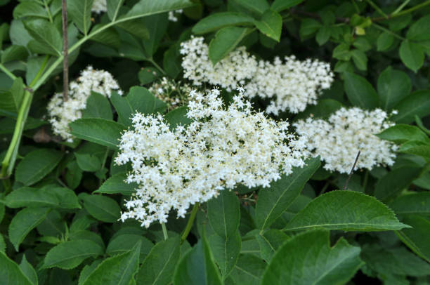 istock Elderberry blooms in nature 1403784630