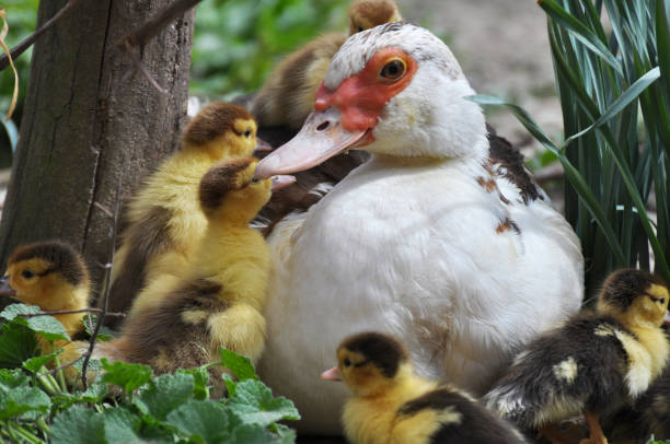 istock A female muscovy duck (Cairina moschata) with her young brood. 1403784786