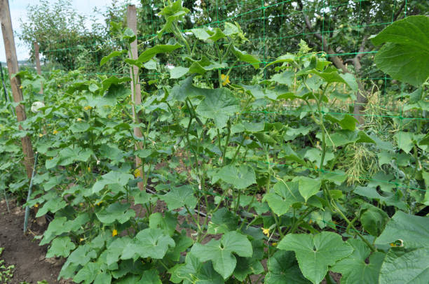 istock In the garden, cucumbers using the grid as a support 1403784790