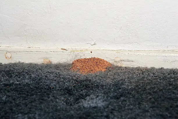Drywood termite waste pellets at a baseboard