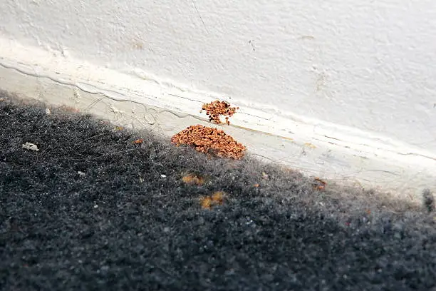 Drywood termite fecal pellets at a baseboard