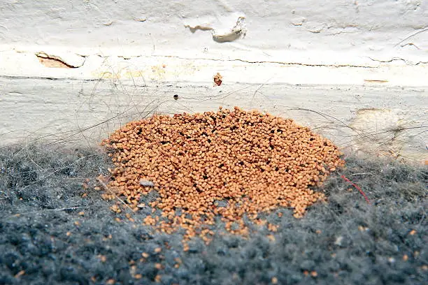 Drywood termite fecal pellets at a baseboard