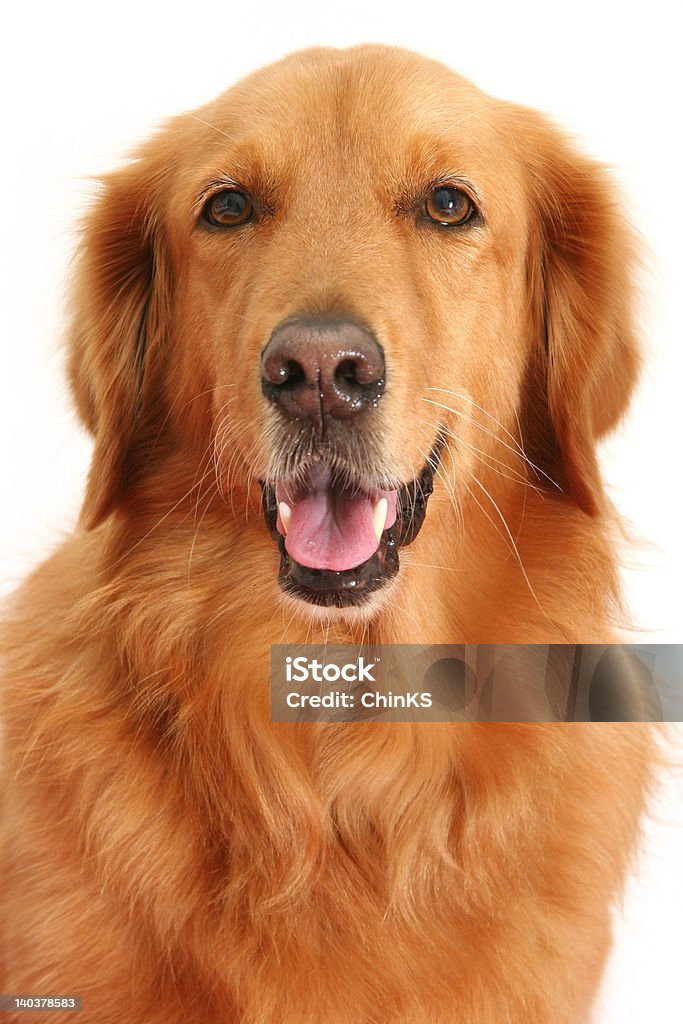 - Hund - Lizenzfrei Erwachsene Person Stock-Foto