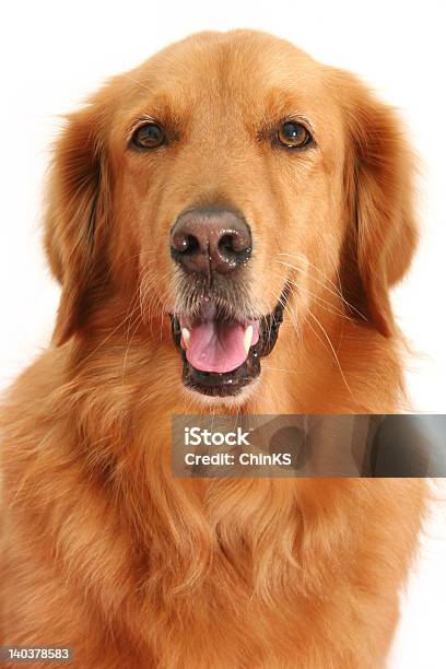 Hund Stockfoto und mehr Bilder von Erwachsene Person - Erwachsene Person, Hund, Freundschaft