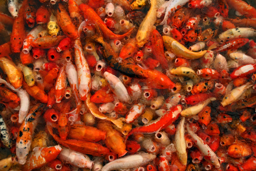 hungry carps in the pond asking for food, China
