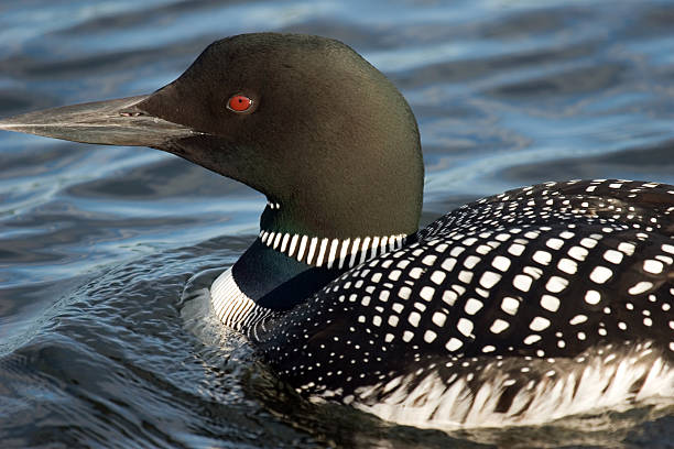 Minnesota Loon These birds spend the summer on the lakes in Minnesota. Not all lakes are satisfactory for loon habitation. They need a long runway to take off. They seem to mate for life and if they nest on your shoreline you can approach if they get used to you. loon bird stock pictures, royalty-free photos & images