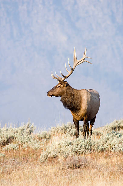 istock Bull elk standing on a hill in Yellowstone 140378756