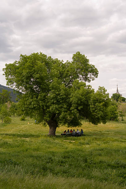 Happy picnic stock photo