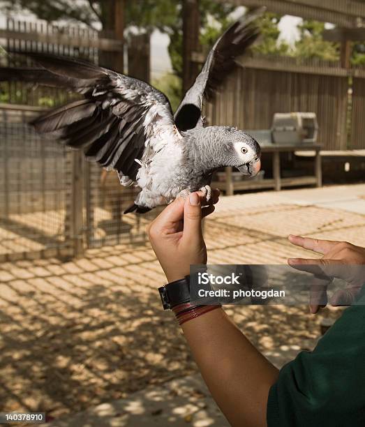 African Grigio - Fotografie stock e altre immagini di Pappagallo - Pappagallo, Moorpark, Zoo - Struttura con animali in cattività