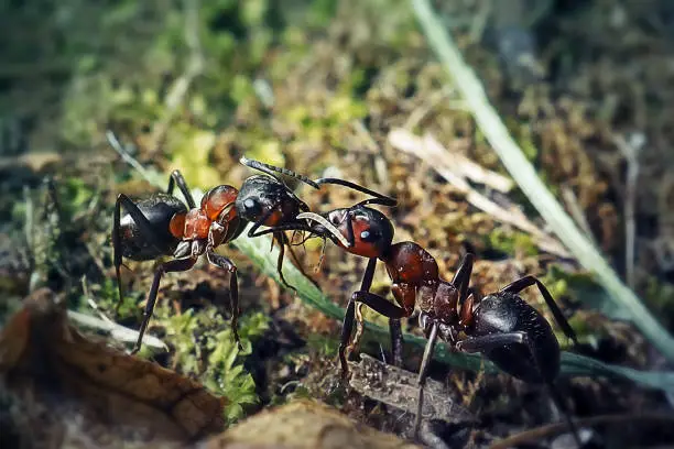 Photo of Formica rufa Red Wood Ant Insect