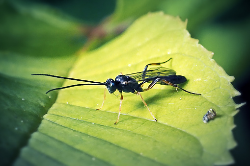 Black Soldier Fly - latin name is Hermetia illucens.  Close-up of fly sitting on a leaf. This species is used in the production of protein.