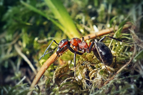 istock Formica rufa Red Wood Ant Insect 1403789349