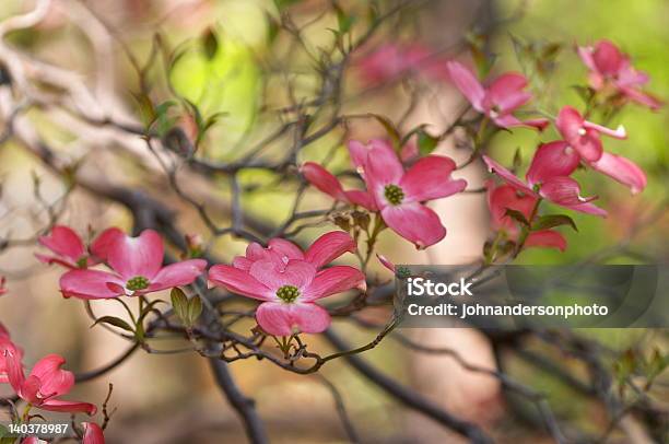 Dogwoods Florescendo - Fotografias de stock e mais imagens de Central Park - Manhattan - Central Park - Manhattan, Cor de rosa, Cornus