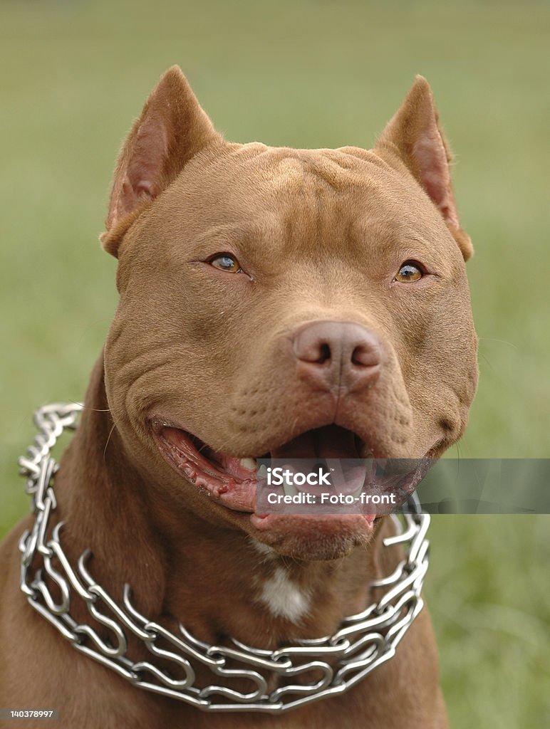 Pitbull portrait Pitbull red nose dog portrait American Culture Stock Photo