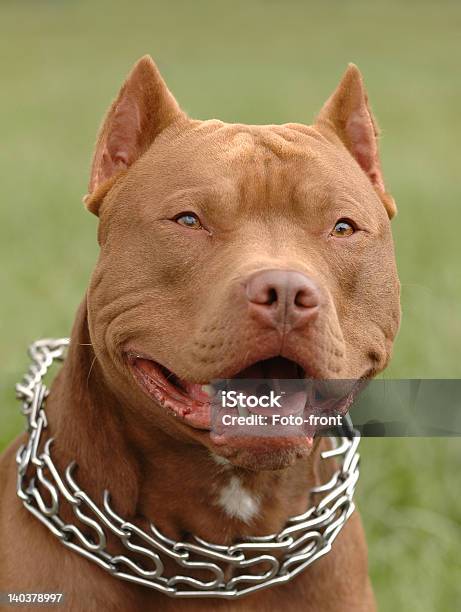 Pitbull Portrait Stock Photo - Download Image Now - American Culture, USA, Staffordshire - England