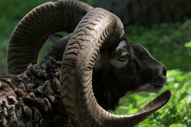 60+ Les Angles Foto stock, immagini e fotografie royaltyfree iStock