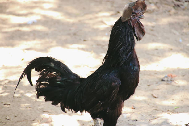 istock Rare male Kadaknath Chicken from India 1403790694