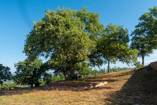 single big beech tree in field with perfect treetop