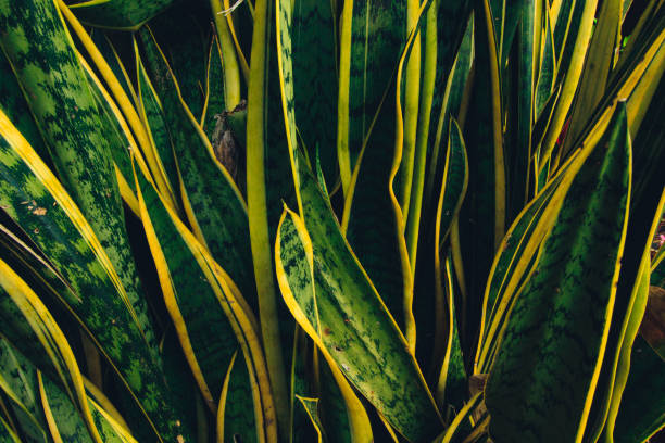 istock Dracaena trifasciata or Snakeplant 1403790923