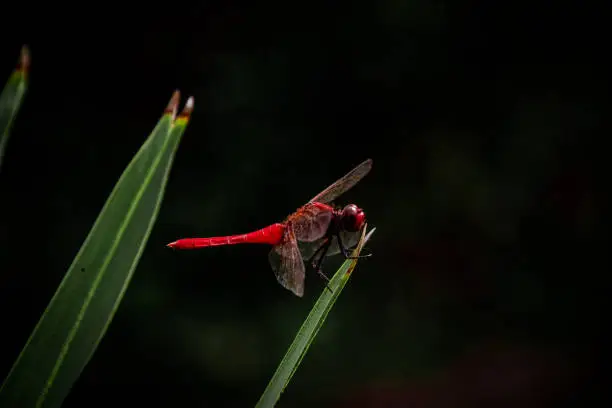 Photo of Close up of a Red-veined darter dragonfly  or Nomad