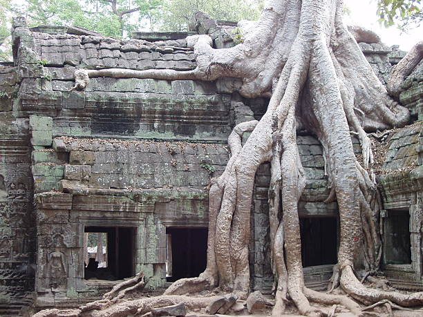 Temple covered by roots stock photo