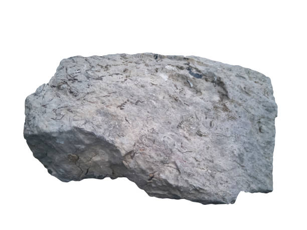 istock Bryozoan fossils in Limestone or Calcite isolated on white background. 1403791753