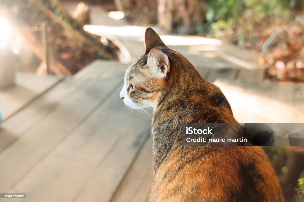 Rearview of a Fat Calico Cat Cute calico cat enjoying the early summer morning light Bright Stock Photo