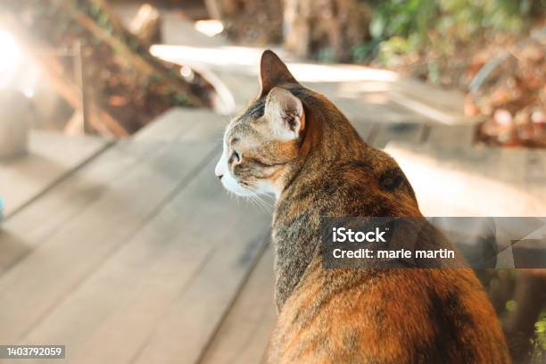 Rearview Of A Fat Calico Cat Stock Photo - Download Image Now - Bright, Calico Cat, Cambodia