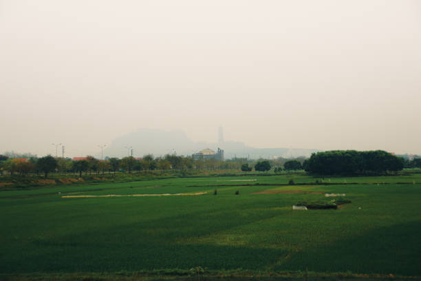istock Scenic view of the vast rice paddy 1403792061