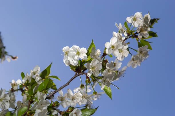 istock Blooming cherry tree in the spring garden. Close up of white flowers on a tree. Spring background 1403792102