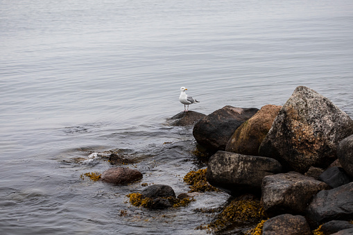 Seagull standing on the pillar in the marina in Warnemuende, Germany