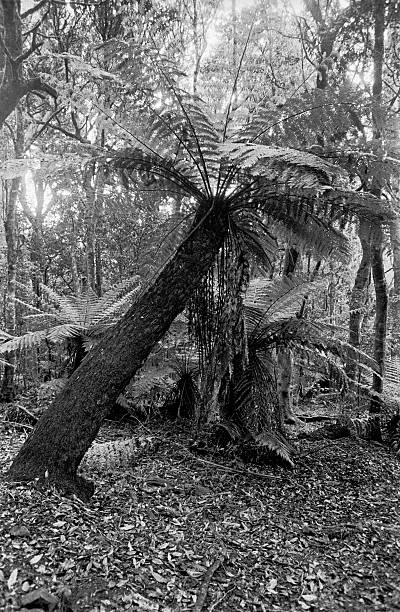 Tree Fern 1 stock photo