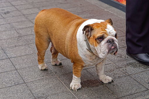 English bulldog pet dog waiting at street pavement