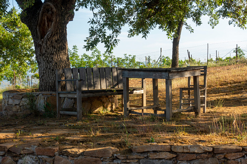 Picnic table under a tree