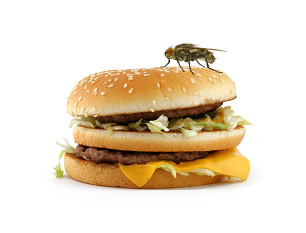 mosca de inicio de sesión en apetitosa hamburguesa - sesame seed white isolated on white fotografías e imágenes de stock