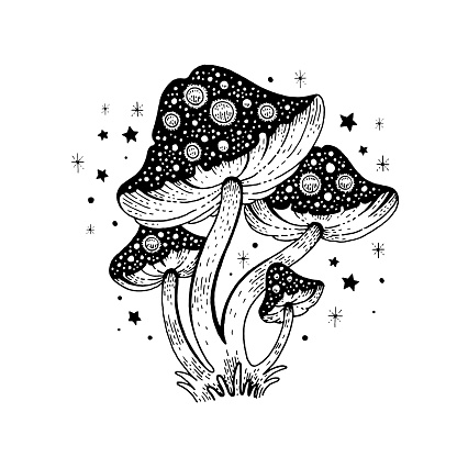 Mushroom vector. Magic illustration of fly agaric. Celestial forest outline drawing. Mushrooms or toadstool clipart graphic. Mystical black outline fly agaric. Doodle mystic amanita, boho style